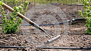 Close-up, Gardener loosens black soil, ground using raker in vegetable garden in farmland, Leveling, plowing ground with