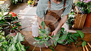 Close up of gardener man transplants indoor plants on wooden table.