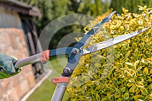 Close Up Of Gardener Pruning Bushes With Loppers