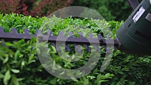 Close-up. Gardener is pruning and shaping shrub using garden trimmer