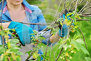 Close-up of gardener& x27;s hands in gloves doing spring pruning of black currant bush