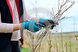 Close-up of a gardener's hands in gloves doing spring pruning of a raspberry bush