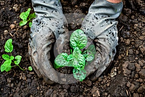 Close up of Gardener\'s Hands Planting Young Seedlings in Fertile Soil