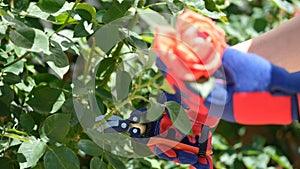 Close up of gardener with secateurs cutting off flowers on rose bush.