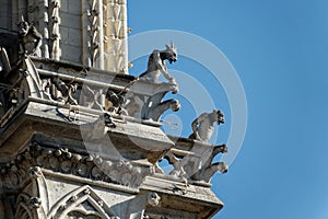 Close up of gargoyles of Notre Dame on blue sky backgrouns in Paris France