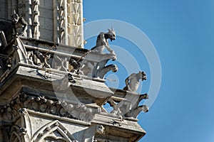 Close up of gargoyles of Notre Dame on blue sky backgrouns in Paris France photo