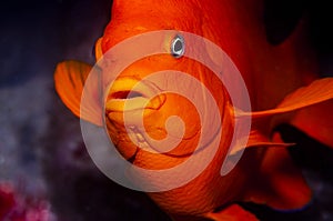 A close up of a garibaldi