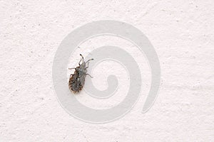Aradidae stinkbug