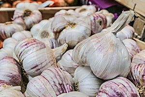 Close up of garlic