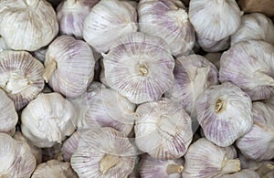 Close-up of garlic, Thai medicinal plant used for cooking to deodorize the fishy smell and add flavor to the food menu