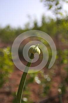 Close-up of a garlic bud on green blurred background