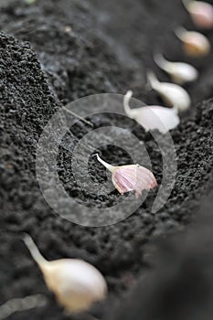 Close-up of garlic in planting process