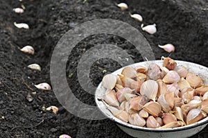 Close-up of garlic in planting process