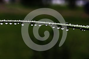 Close-up of a garlic scape after rain