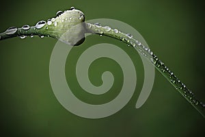 Close-up of a garlic scape after rain