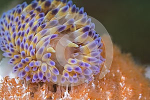 Close-up of a Gas flame nudibranch or sea slug