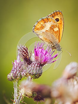 A close-up of a gatekeeper butterfly