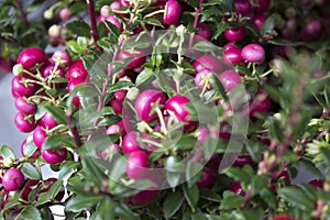 Close-up of gaultheria, pink berries, garden cranberries photo