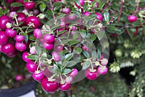 Close-up of gaultheria, pink berries, garden cranberries photo