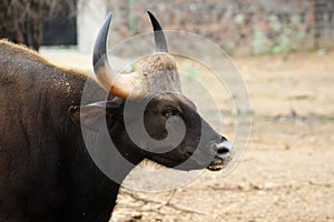 Close up of Gaur Bison in zoo