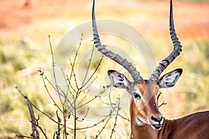 Close up of a gazelle in Kenya Africa. Safari through Tsavo National Park