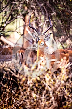 Close up of a gazelle in Kenya Africa. Safari through Tsavo National Park