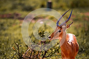 Close up of a gazelle in Kenya Africa. Safari through Tsavo National Park