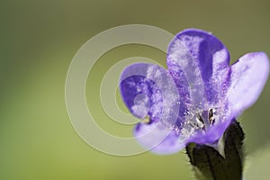 Close-up of the Gedenkemein, umbilical nut Omphalodes verna