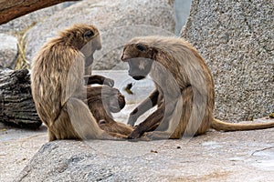 Close up of Gelada monkey family, male