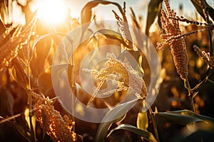 close-up of genetically modified crops, with the sun shining behind