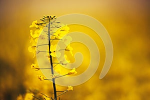 Close up of gentle blooming rapessed crop flower