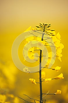 Close up of gentle blooming rapessed crop flower