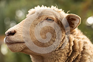 Close-up of a gentle sheep on a sunny farm