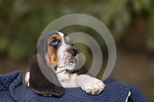Close up gentle and sweet Basset hound puppy with sad eyes