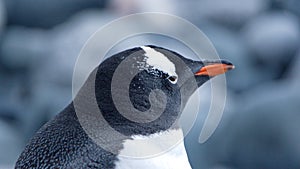 Close up of a gentoo penguin