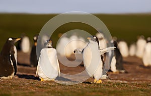 Close up of a Gentoo penguin chick