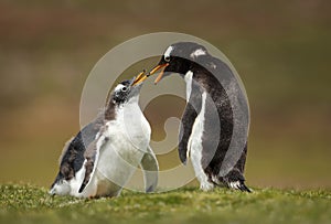 Close up of a Gentoo penguin chick asking for food