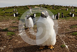 Close up of a Gentoo penguin chick, Falkland islands.