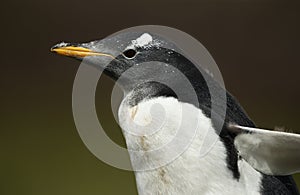 Close up of a Gentoo penguin chick in summer