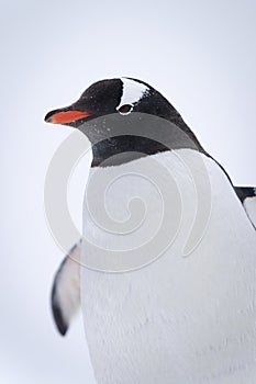 Close-up of gentoo penguin standing in snowfield