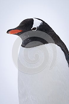 Close-up of gentoo penguin standing on snowfield