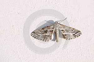 Geometrid moth