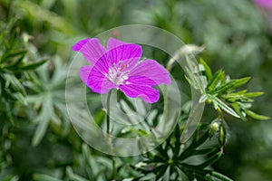 Close up of Geranium dissectum - Cut-leaved