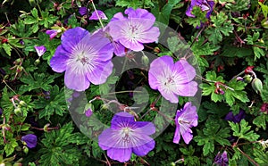 Geranium Rozanne, purple flowers in a park photo