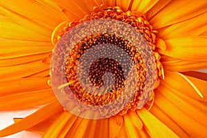 Close Up of a Gerber Daisy