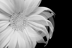 Close up of a gerber daisy flower with dew drops on dark background
