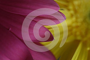 Close up of Gerber Daisy pin petals with a yellow Gerber Daisy in the background