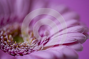 Close-up of a Gerbera capitulum