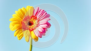 Close up gerbera daisy blends yellow and pink against clear sky background
