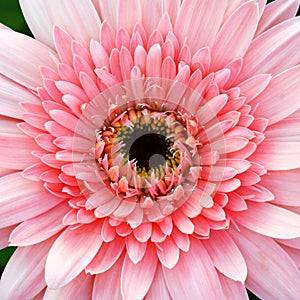 Close up gerbera flower in garden